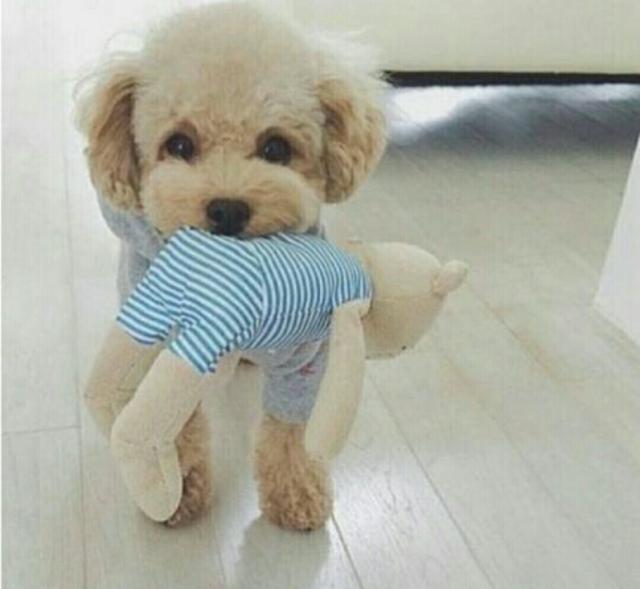 小泰迪小熊犬:泰迪犬究竟有什么优点，那么多人喜欢它？