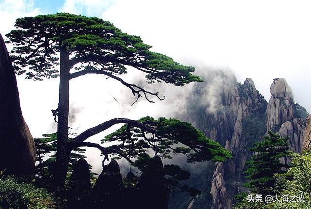 黄山奇松介绍:挂在悬崖峭壁上的黄山十大名松！指的是那十大名松？因什么得名？