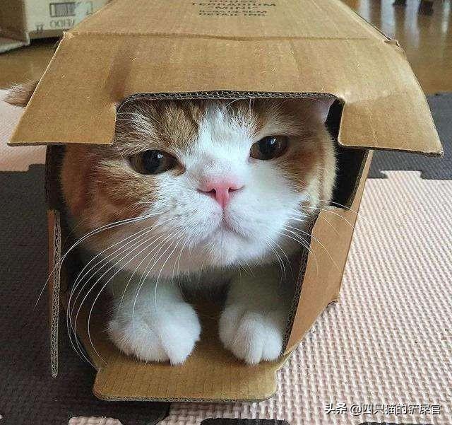 关在家里的猫的猫瘟吗:猫瘟是什么原因引起的？能治好吗？