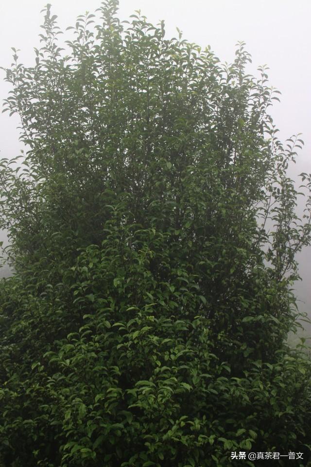 谢孟伟个人资料:请你介绍几种临沧的古树茶