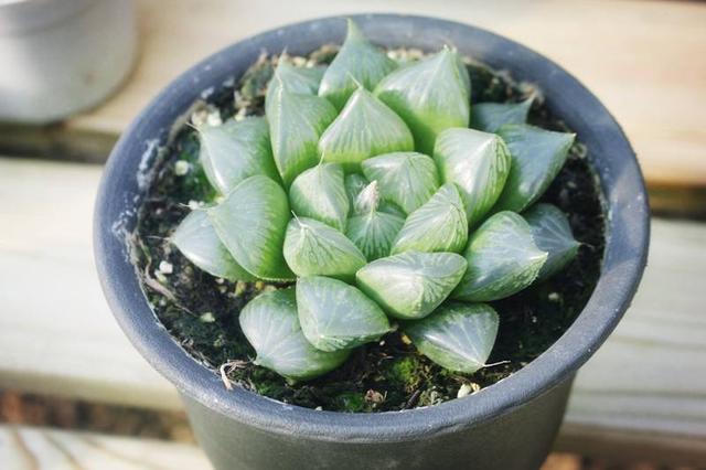 姬玉露徒长后怎么处理:多肉植物“玉露”出现徒长，应该怎样处理？