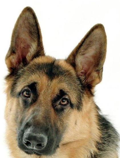 狗和狼的DNA一样吗？插图43