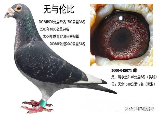 小鸽子图片大全大图:鸽子嘴巴上的豆豆是什么东西？