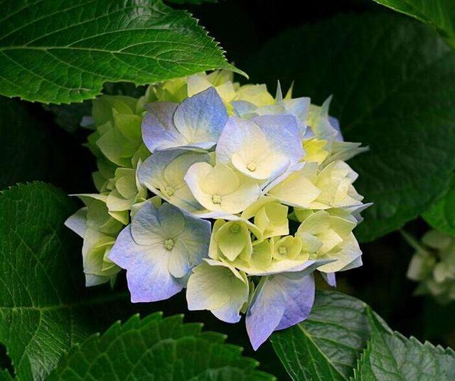粉紫色绣球花的花语是什么:绣球花能调色吗，盆栽养护时，该注意些什么？
