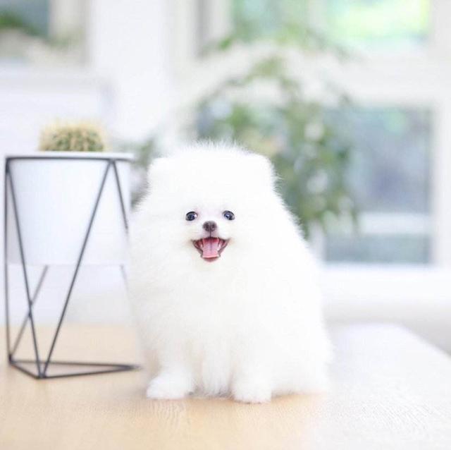 俊介犬是什么犬:博美犬为什么这么受欢迎？养它有什么好处吗？