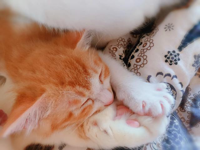 宠物店的男人们:为什么我家公猫更加喜欢我男朋友呢？ 宠物店的男人们相似的小说