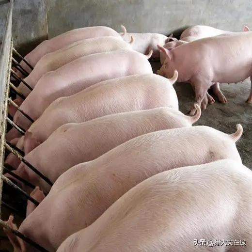 我的农场将有20头肥猪出栏,什么时候卖比较合适