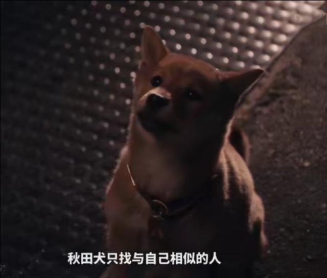 淘宝忠犬小八家模特小兮:我都三十多岁了，为啥还有人说我可爱？