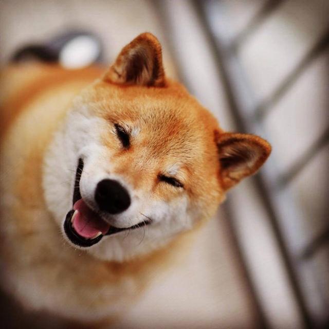 日本柴犬图片:生活中的柴犬有表情包上的漂亮吗？