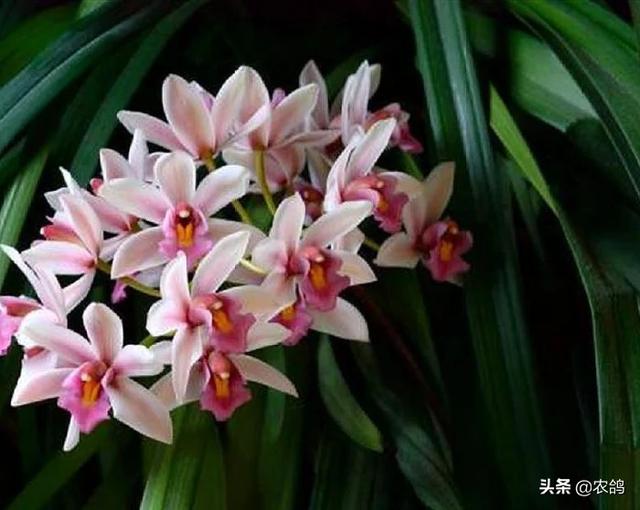 九子大花蕙兰图片大全:大花蕙兰到底什么时候才能开花？怎么做？