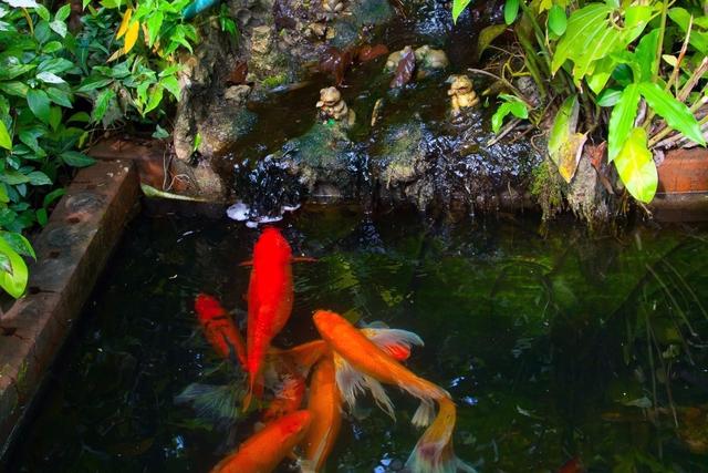 锦鲤白写挑选技巧:锦鲤要怎么挑选鱼呢？养的时候注意什么？