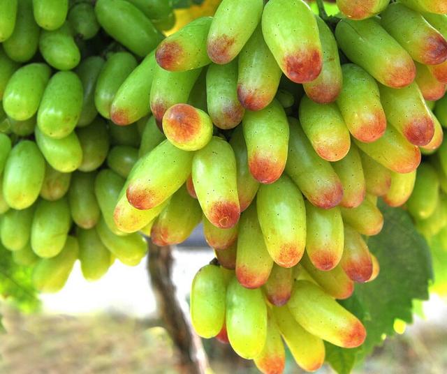葡萄种植技术大全:葡萄怎么种植效果好 葡萄树怎么管理可以高产？