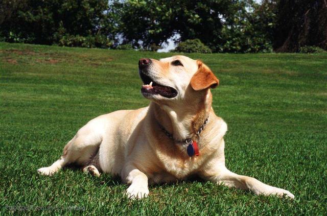 柴犬奇迹物语高清图片:你家狗子做过最暖心的事是什么？