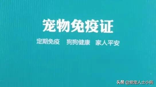 bixiongnaicha:如何知道比熊犬几岁了？老了的比熊犬该如何饲养？