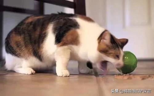 猫咪感染猫白血病一定发作吗:蓝猫的眼睛颜色是灰色是不纯吗？