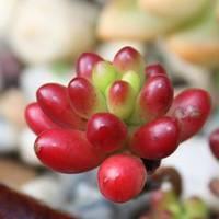 哪些多肉很皮实有颜值适合新手养？