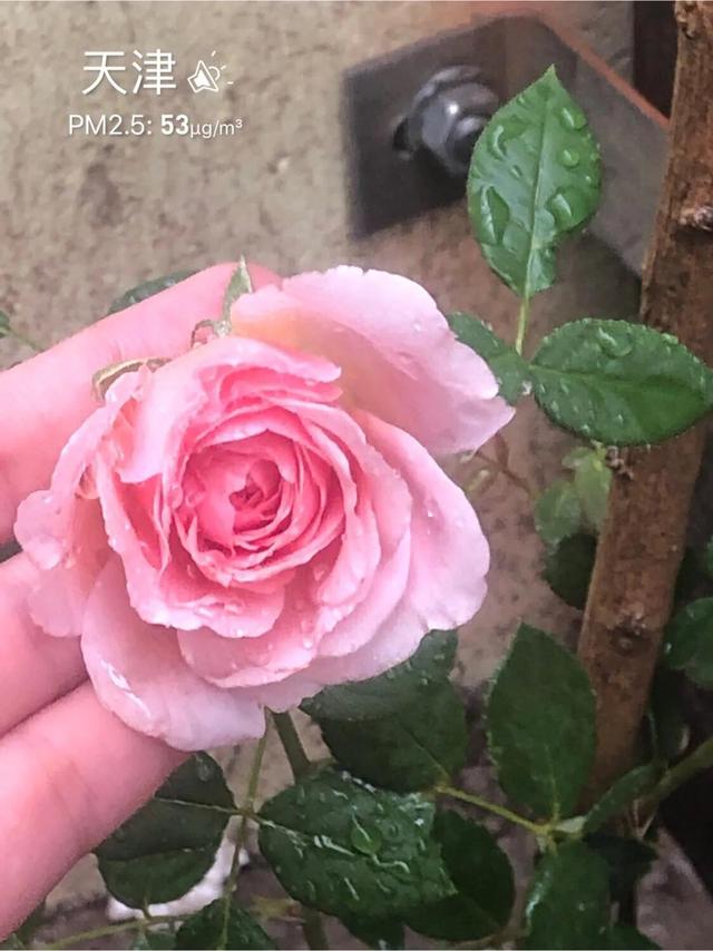 最香的几款月季品种是什么？插图