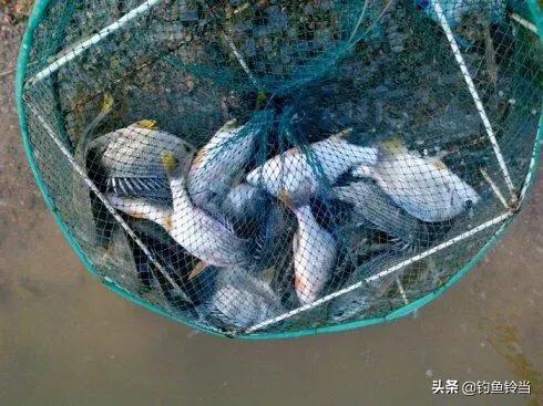 鲷:鲷鱼 请问在牡蛎排筏钓黑雕黄脚立等鱼，需要打窝吗？