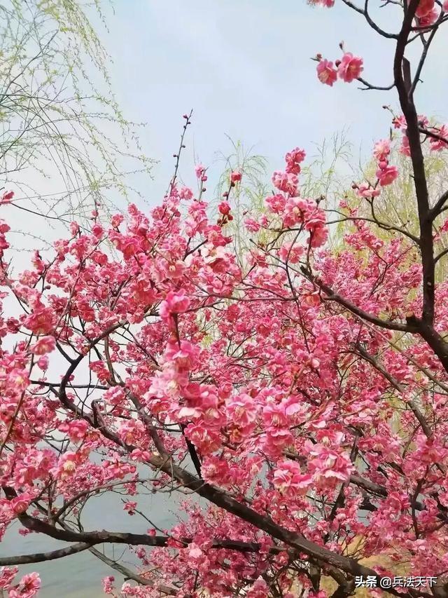 怎么测桃花运(测桃花运免费算桃花运)