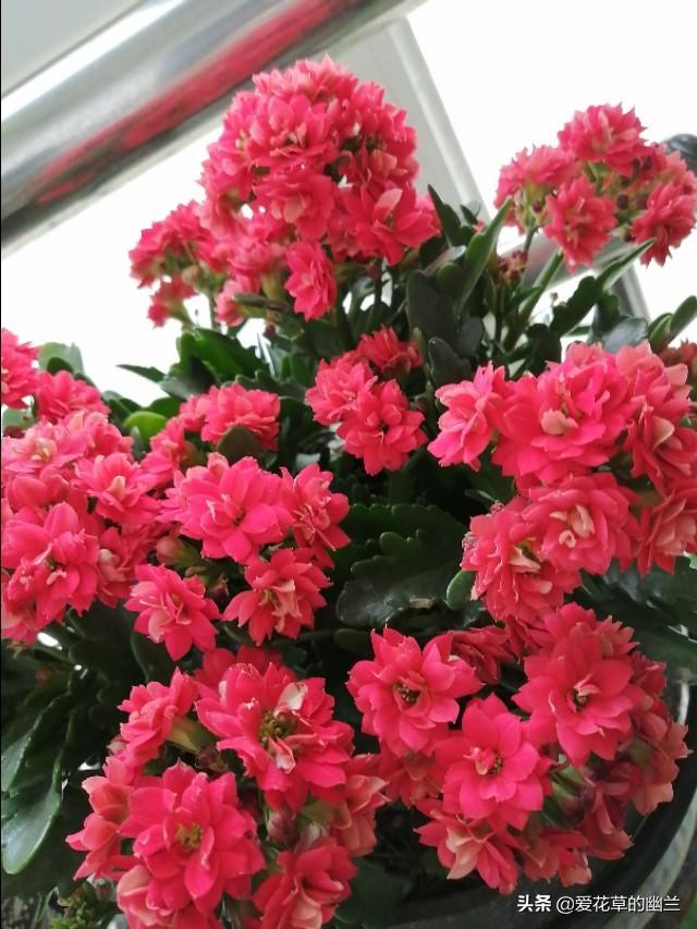 假昙花和蟹爪兰哪个好养:家养的花里，哪些花最好养？