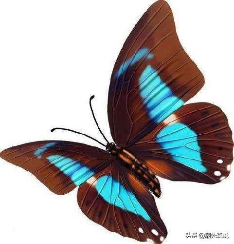 蜂鸟鹰蛾幼虫图片:您知道这是什么虫吗？偶然发现的？