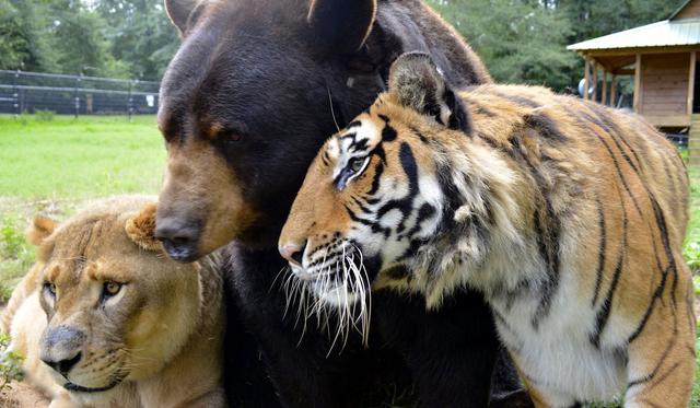 棕熊的战斗力怎么样，老虎、棕熊、狮子谁的战斗力更高三者的战斗力分别是谁大于谁