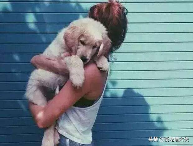 猴子调戏狗狗 结局让人大跌眼镜:为什么一将狗狗抱起来，它就会变得很老实，不乱动？
