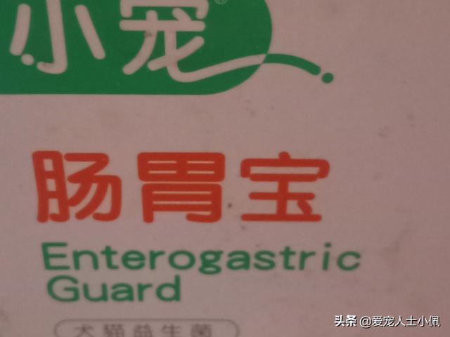 英系博美会不会有味道:想养一条博美，请问博美怎么样？ 英系博美怎么鉴别