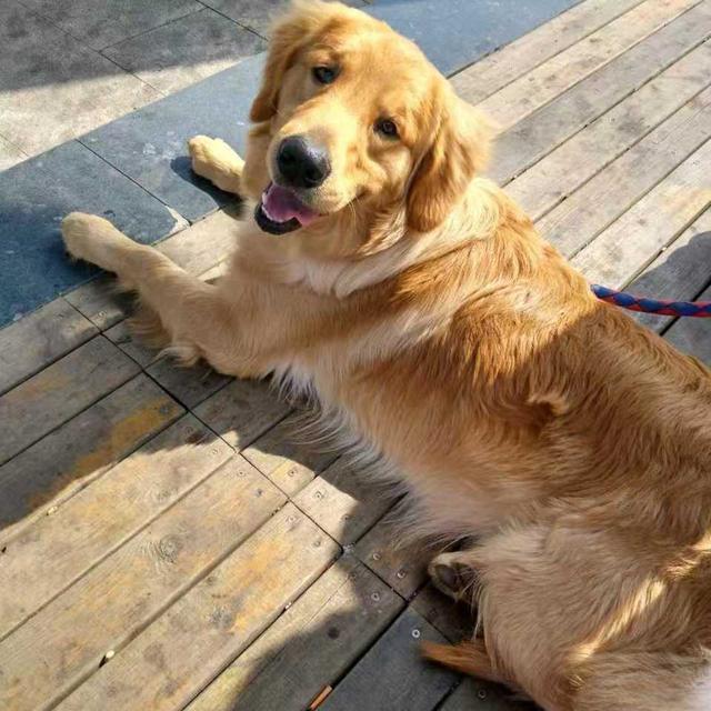 大型犬:有什么大型犬推荐，便宜的，贵的我养不起，好难？
