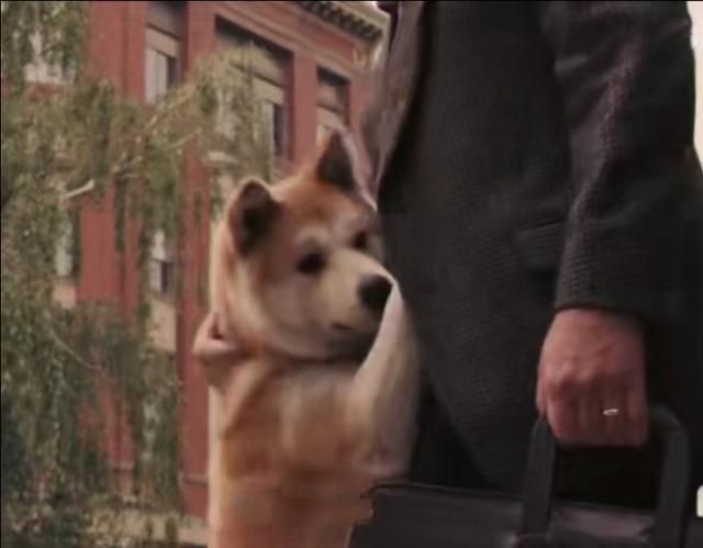 忠犬小八:电影那些有狗的故事作用在哪？