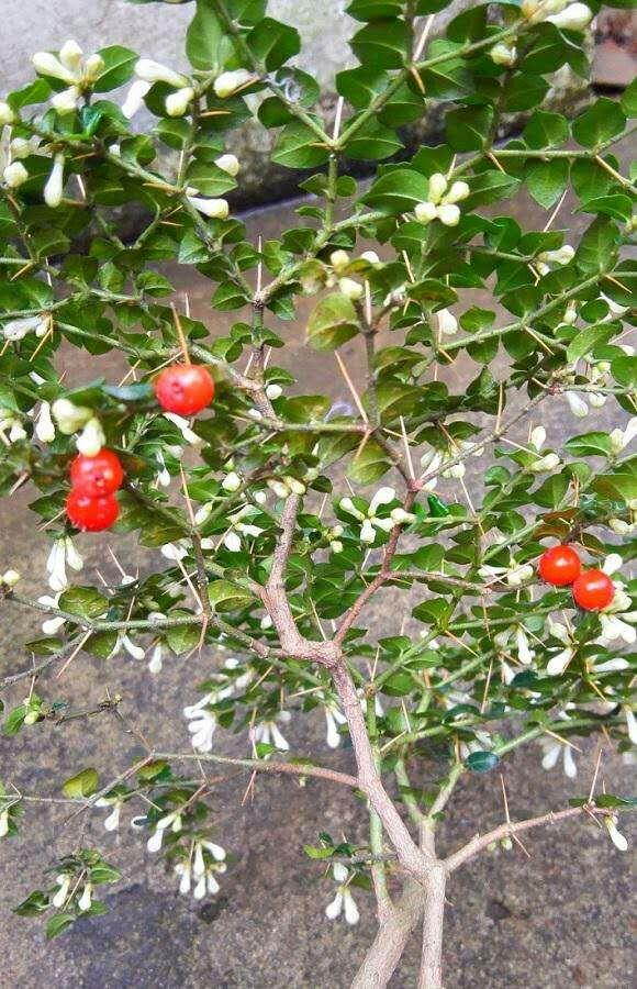 头条问答 - 小叶虎刺果子怎么育苗?(3个回答)