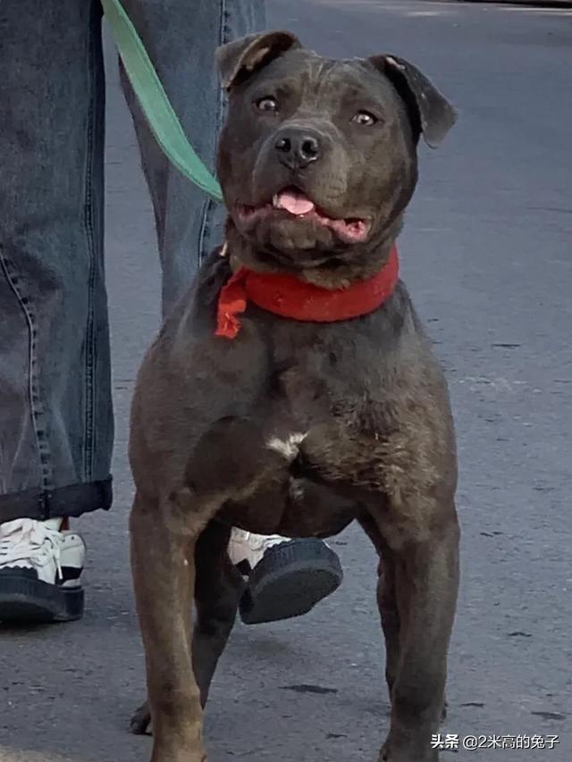 比特犬与西班牙斗牛犬视频:公法斗与母比特的后代好吗？