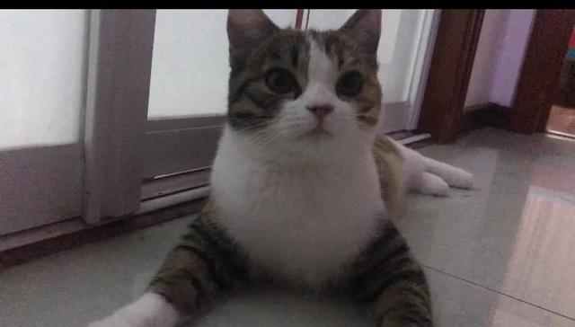 猫猫狗狗csgo:教训猫猫狗狗的正确方法是什么？