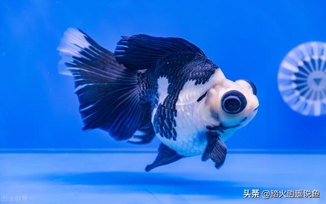 金鱼白点病怎么治:家里的鱼身上老是有白色的点点，是什么原因导致的？