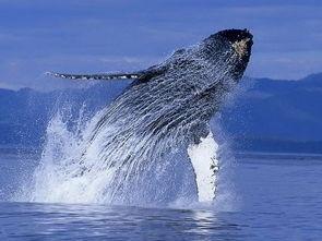 鲸鱼身上为什么会长藤壶，鲸落，鲸为什么死前有在海面上一跃这个行为呢