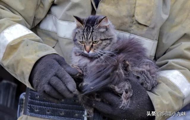 救援猫卡组:你觉得消防员应该救猫吗？