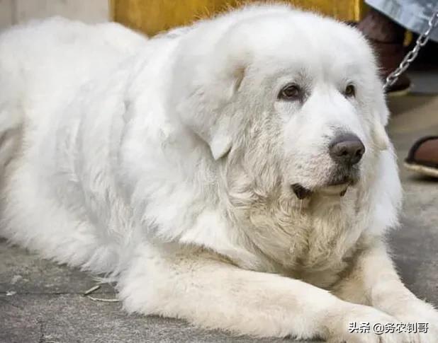 超大型犬:哪些品种狗狗养起来比较难？ 超大型犬排名