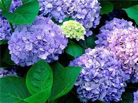 八仙花图片:绣球花应该在什么时间段浇水？早晨和下午哪个时段更好一些？