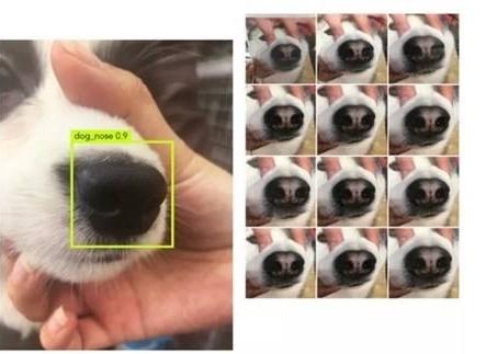 赛维洛犬菌清好不好:给狗子注射芯片到底好不好？