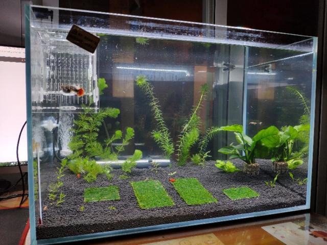 头条问答 能不能推荐一种水草 完全铺底的 适合小方缸 而且长的比较整齐 单养水晶虾不养其他水草生物的 另一世界另一梦想的回答 0赞