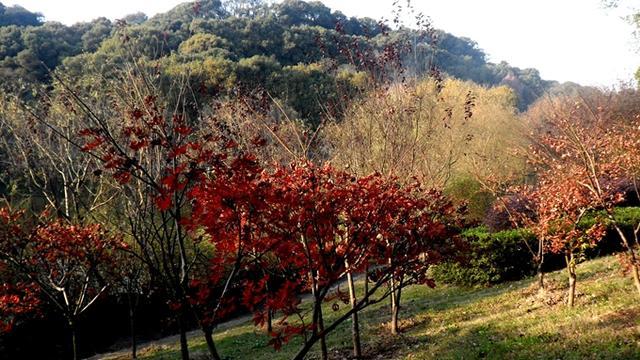 屈原《九歌》为何彻底在海外走红，《楚辞》中的抒情组诗《九歌》，有什么样的艺术特色