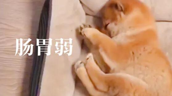柴犬:大家喜欢柴犬吗？新手养需要注意什么？