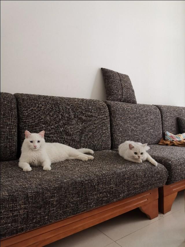 洛克王国减肥猫:我想问一下怎么给三岁的橘猫减肥？
