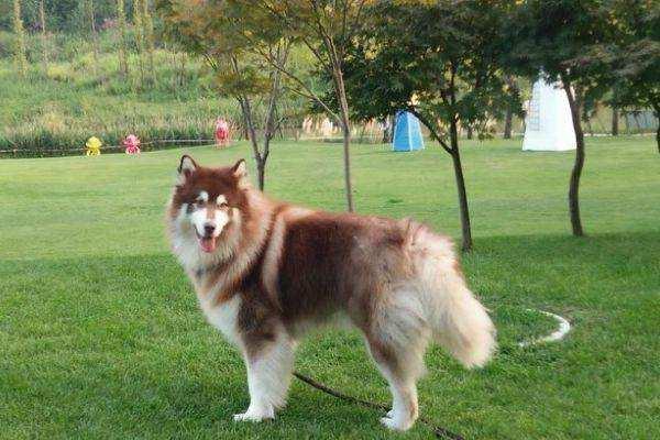 养英国雪达犬是种怎样的体验:如果雪橇三傻三只狗一起养，会不会被搞到精神崩溃？