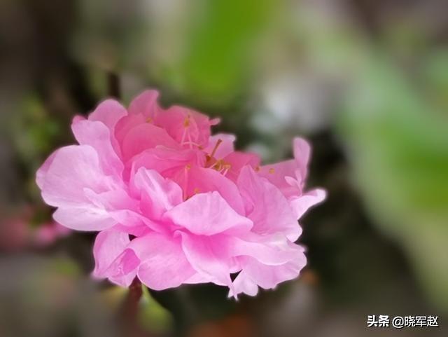 紫娇花:夏天有什么值得拍摄的奇花奇卉？