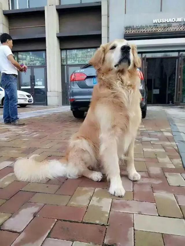 gou gou:狗狗一生要经历哪几个阶段？
