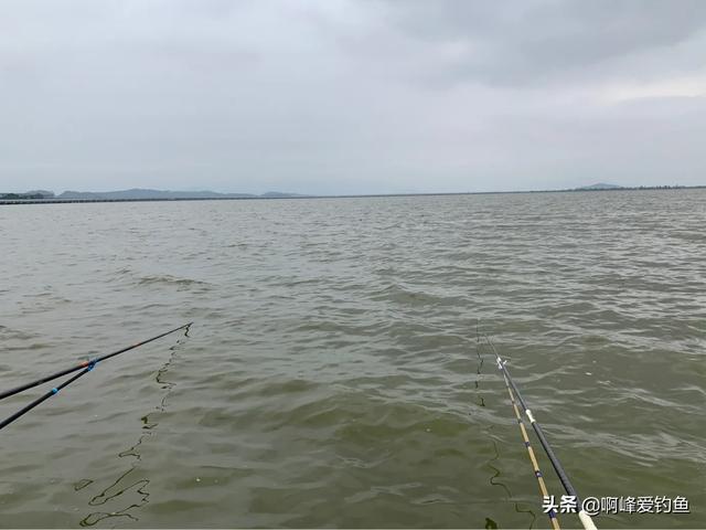 通心粉鼠对温度的要求:几百公里的河流主河道上怎么钓草鱼和鲤鱼？