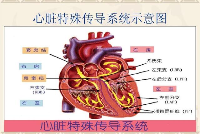 心率变异性怎么解读，“窦性心律不齐”是心脏病吗？