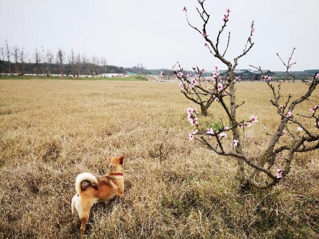 北京犬和京巴犬的区别:中华田园犬和宠物狗，区别在哪？如果是你，你会想养哪种狗？ 北京京巴犬多少钱一只