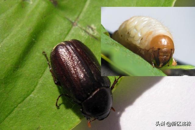 头条问答 - 地里有蛴螬怎么防治?(21个回答)